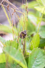 Close-up of a stink bug crawling up the grass