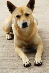 Brown dog cute is staring on floor