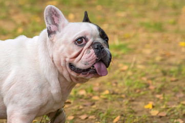 French Bulldog Close-up