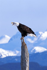 Bald Eagle calling