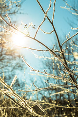 the branches of the tree are frozen, the sun shines