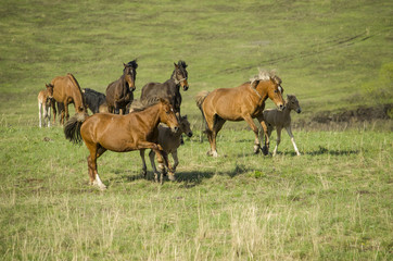 horses and their children gallop into the field. herd on the pasture. horses in a meadow.