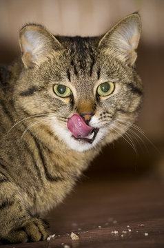 The cat lickens after eating. Cat face close-up with tongue.