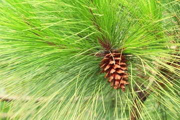 Naklejka na ściany i meble Pine cones on the tree with nature