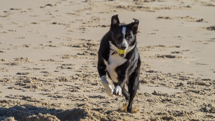 Kelpie dog with ball on One Mile Beach, Forster