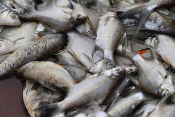 Fresh fish for cooking in the market