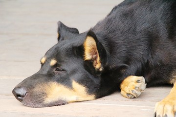 Black dog cute is sleeping on ground