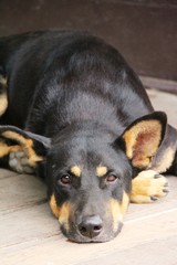 Black dog cute is sleeping on ground