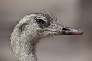 Greater rhea (Rhea americana) © Vladimir Wrangel