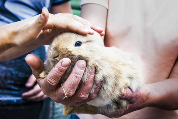 Woman-farmer hold little rabbit while children stroke pet.