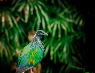 Green bird in the green jungle