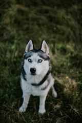 Siberian husky in the meadow