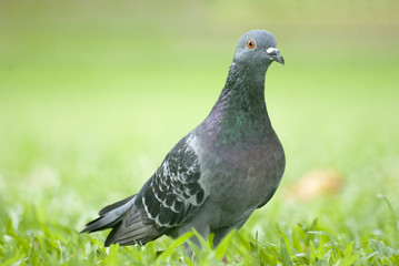 Pigeons are looking for food.