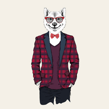 Illustration of akita inu dog hipster dressed up in jacket, pants and sweater. Vector illustration