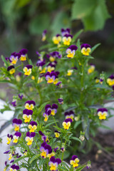 flowers bluebells growing in the flowerbed