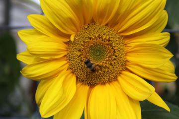 The Sunflower and the bee