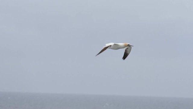 Gannet flying in slow motion