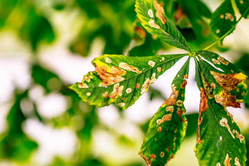 Sick horse chestnut leaves in summer