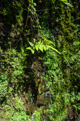 Fototapeta premium Water flow through Fern Island on the rocks. Indonesia