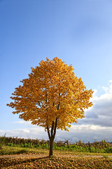 HerbstLeuchten