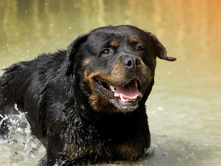 Rottweiler - Perfect Breed Representative