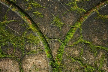 Green moss at old wall