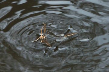 water gauge floating on water