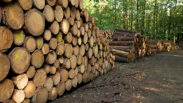 Heaps of cut wood in forest