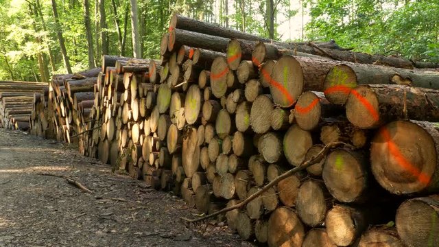 Heaps of cut wood in forest