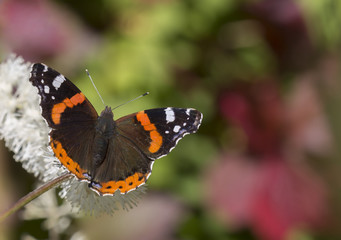 Красивая бабочка среди ярких осенних листьев.