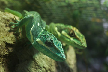 Knight anole (Anolis equestris)