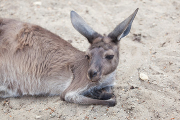 Naklejka na ściany i meble Western grey kangaroo (Macropus fuliginosus melanops)