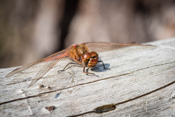 a dragonfly sits on an old tree