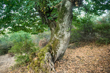 mountainous terrain. forests and trees