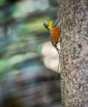 Draco Volans Lizards