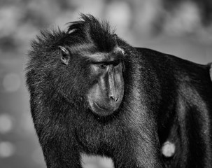 celebes crested macaque in wildlife