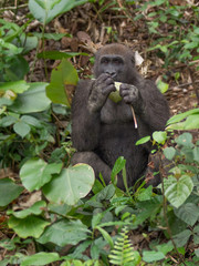 Gorilla in Gabon Endangered eastern gorilla in the beauty of african jungle  (Gorilla gorilla)