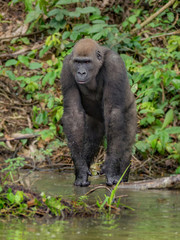Gorilla in Gabon Endangered eastern gorilla in the beauty of african jungle  (Gorilla gorilla)
