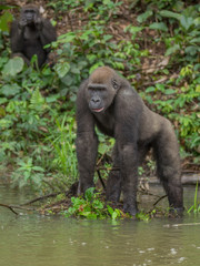 Gorilla in Gabon Endangered eastern gorilla in the beauty of african jungle  (Gorilla gorilla)