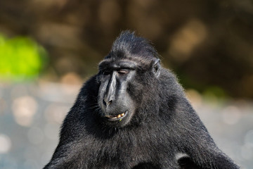 celebes crested macaque in wildlife