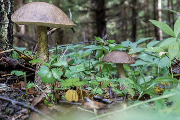 Birch bolete in close-up