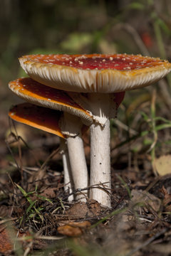 Three Mushroom Amanita Muscaria close up