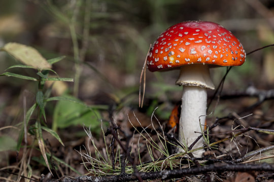 Young and small Amanita Muscaria close up in landscape