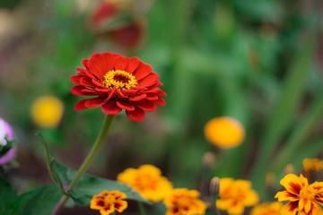 Bright colorful close up of one red beautiful flower of the zinnia elegance or common zinnia in the garden, top view, on the green leaves and marigolds bokeh background