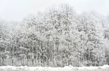 Winter deciduous forest covered hoarfrost and snow