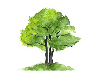 A green tree painted in watercolor on a white background