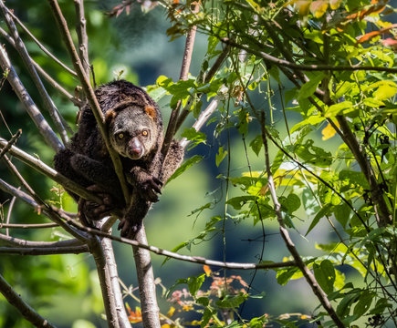 Sulawesi Bear Cuscus