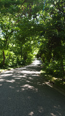 road in a park