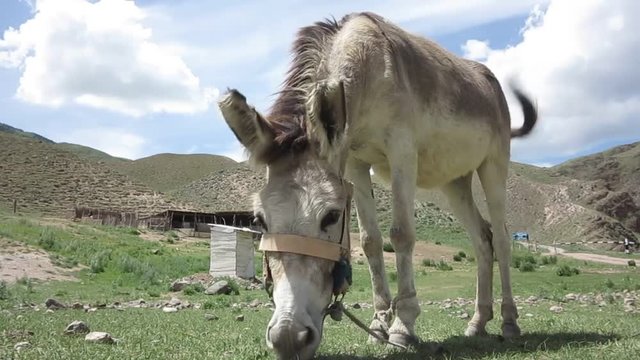 donkey grazing on a mountain meadow