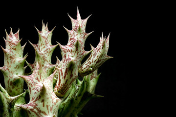 Closeup of Cactus Huernia on black background